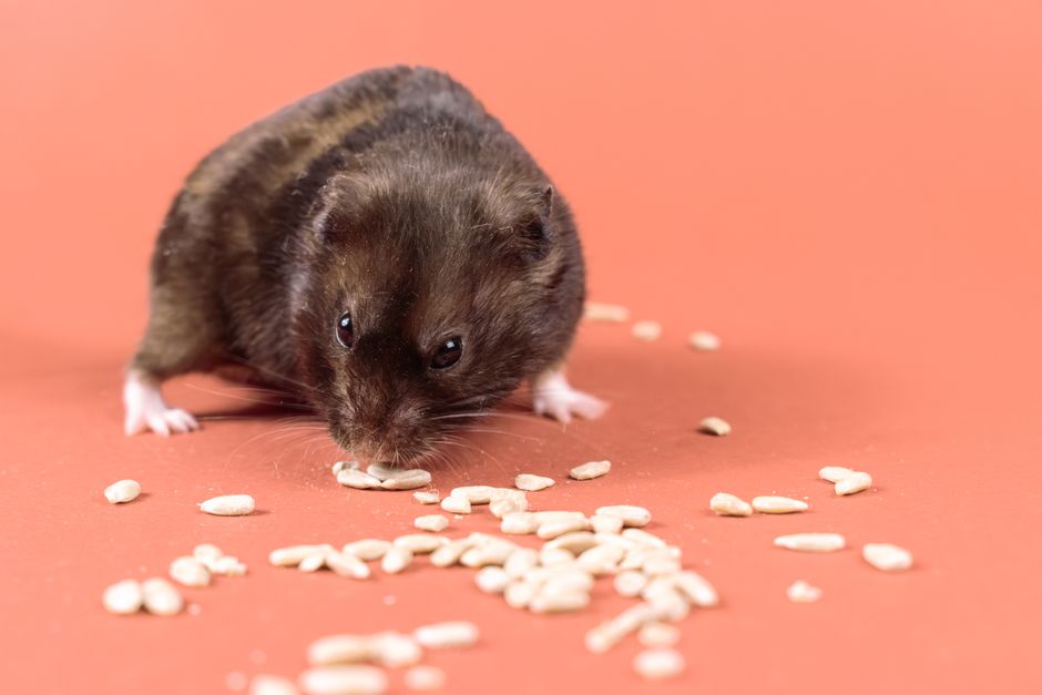 Cute Syrian hamster munching on seeds with a red backdrop. Great for pet lovers and animal-themed projects.