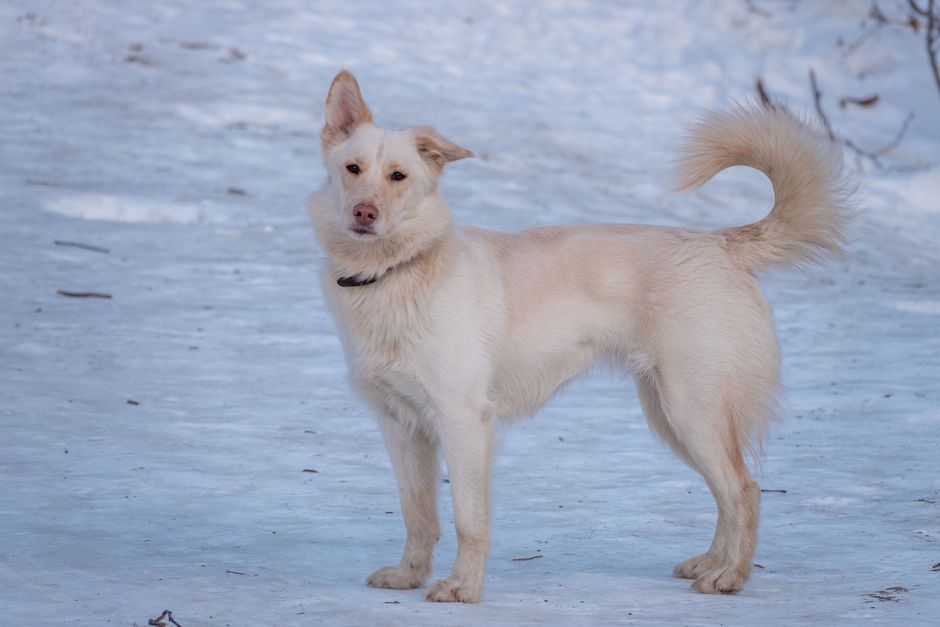 A charming dog stands on a snow-covered path, playful and alert.